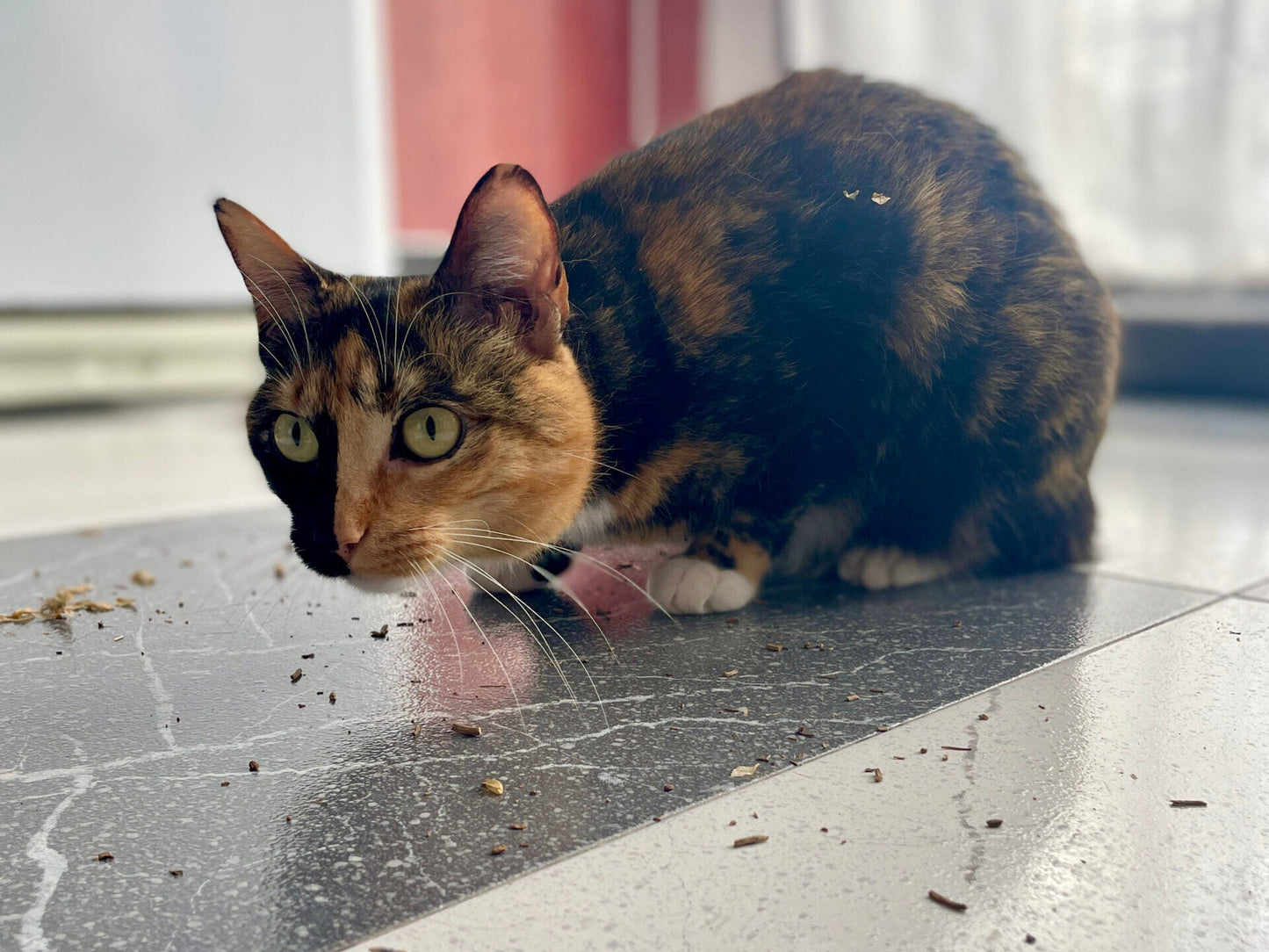 jardin olfativo para gatos