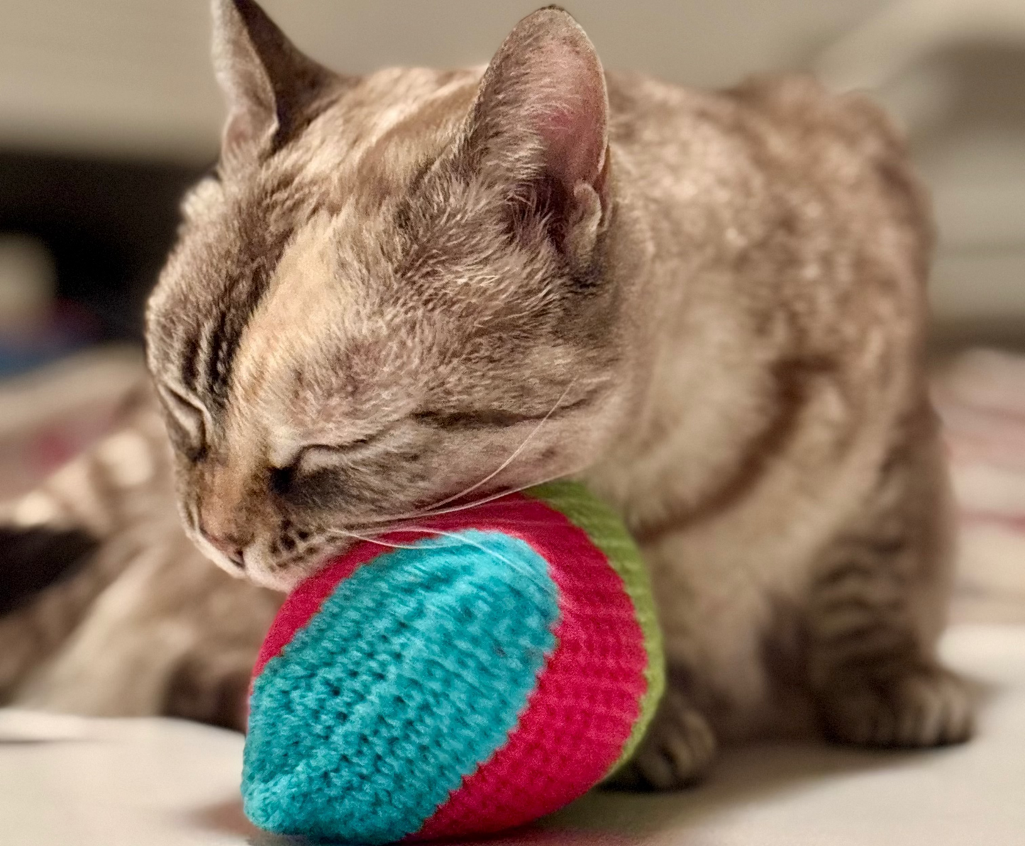 🎄 Edición NAVIDAD: Jardín Aromático para Gatos